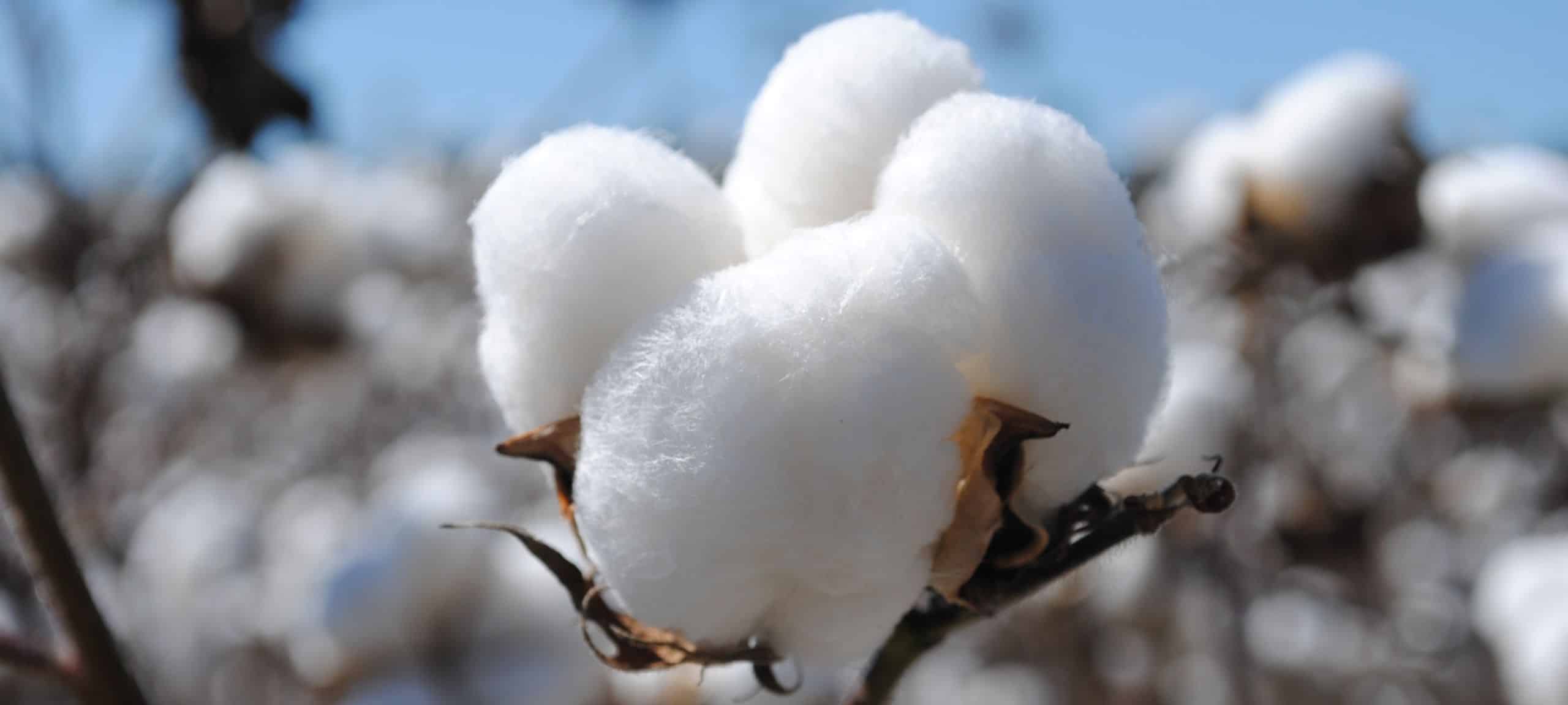 Pourquoi faut-il privilégier le coton bio au coton conventionnel ?